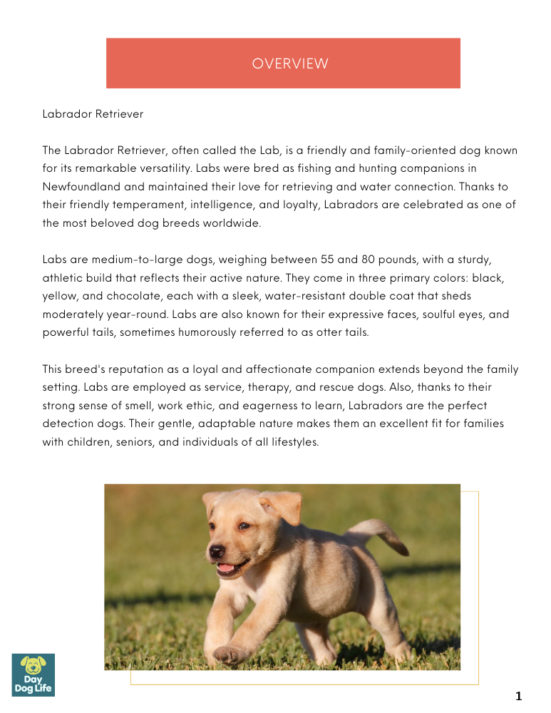 Labrador Retriever Care Guide