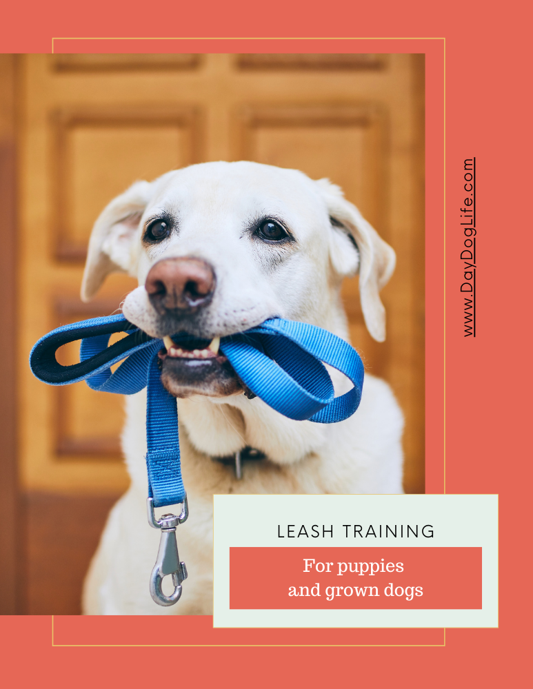 dog leash training