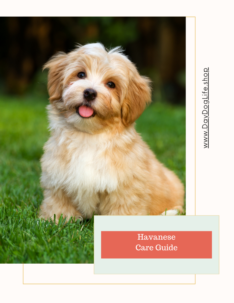 Havanese Care Guide