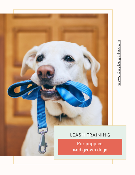 Leash Training For Puppies and Adult Dogs