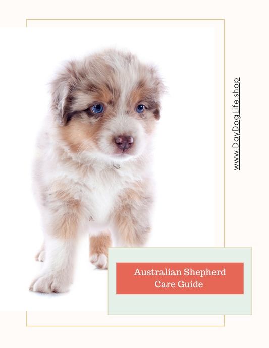 Australian Shepherd Care Guide