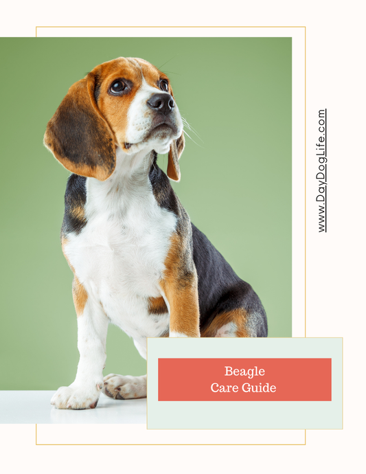 Beagle Dog Care Guide