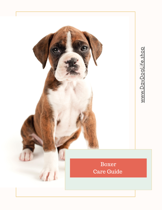 Boxer Dog Care Guide