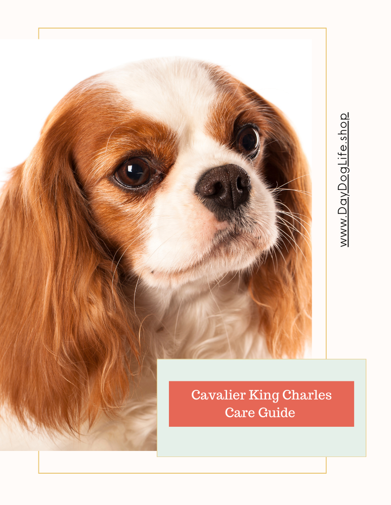 Cavalier King Charles Care Guide