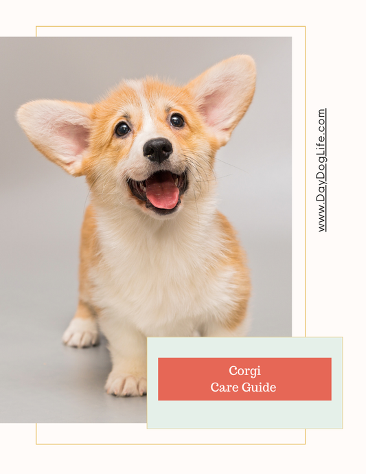 Corgi Dog Care Guide