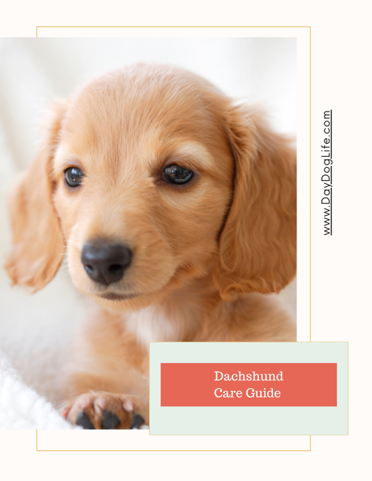 Dachshund Dog Care Guide