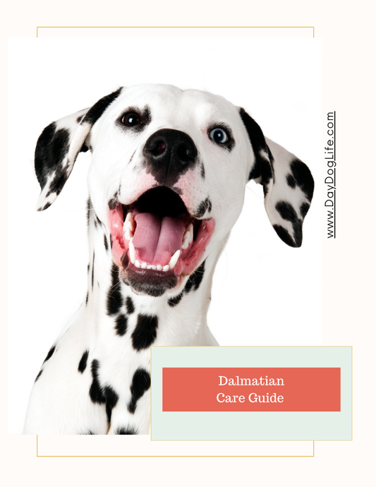 Dalmatian Care Guide