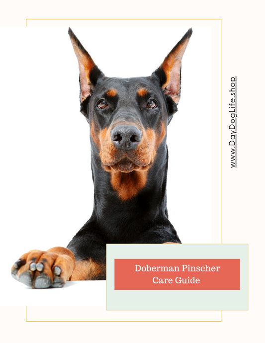 Doberman Pinscher Care Guide