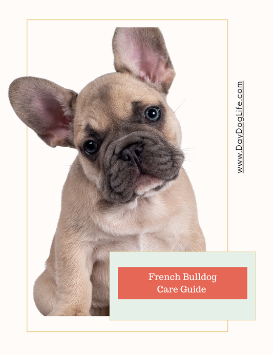 French Bulldog Care Guide