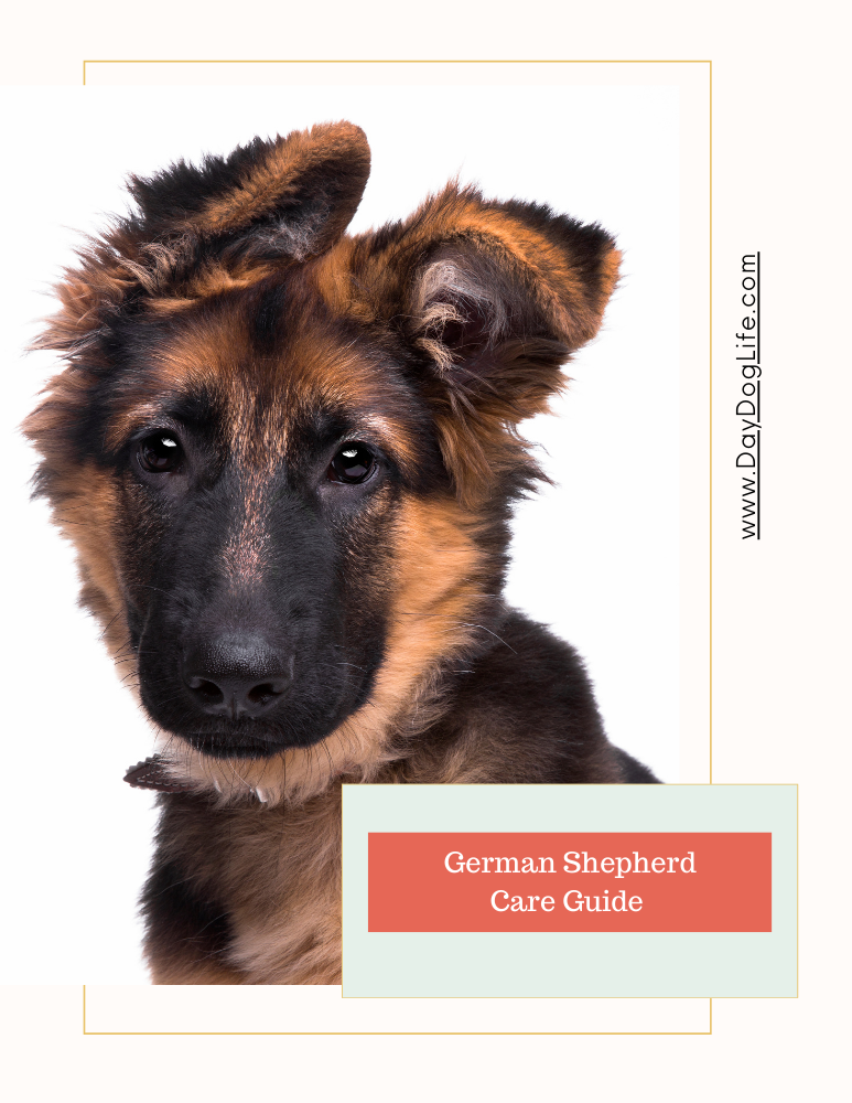 German Shepherd Dog Care Guide