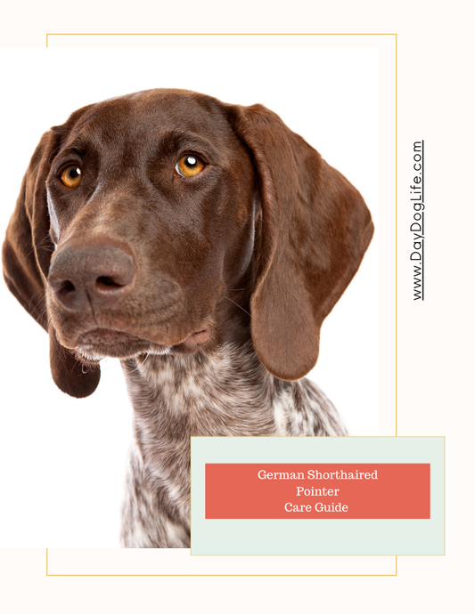 German Shorthair Pointer Care Guide