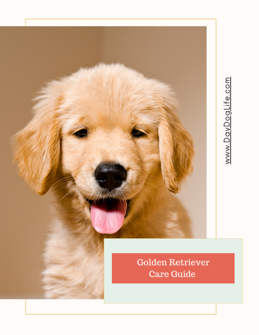 Golden Retriever Dog Care Guide