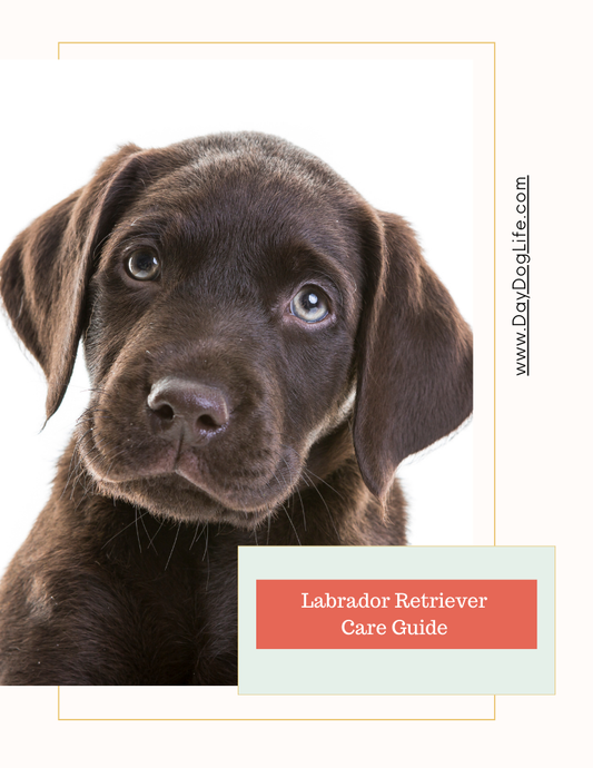 Labrador Retriever Care Guide