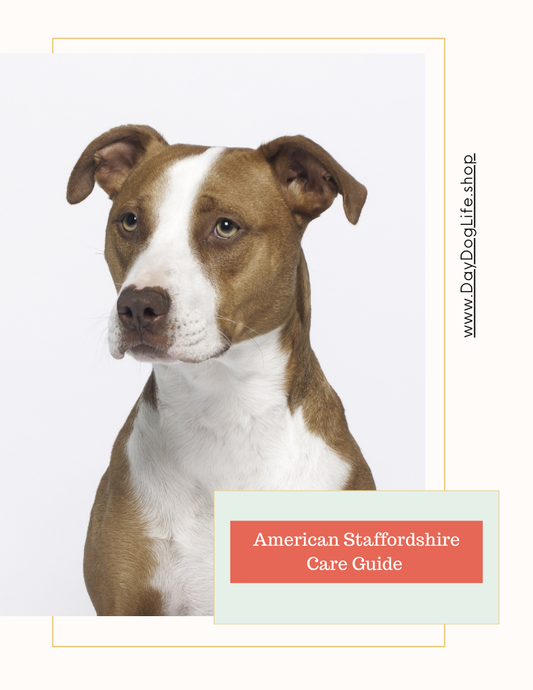 Pitbull Care Guide