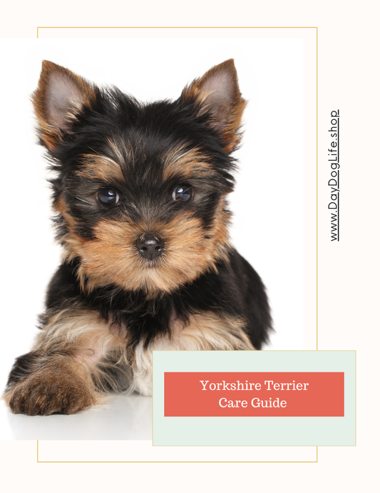 Yorkie Care Guide