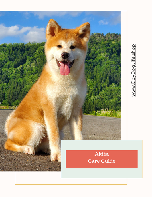 Akita Dog Care Guide
