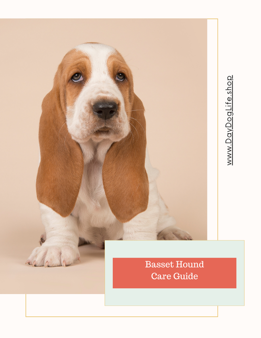 Basset Hound Care Guide