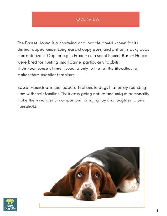 Basset Hound Care Guide
