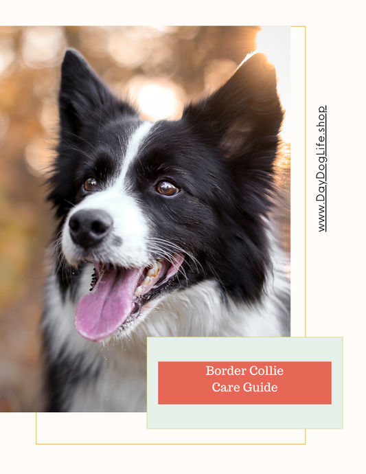 Border Collie Care Guide