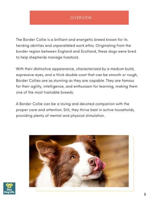 Border Collie Care Guide