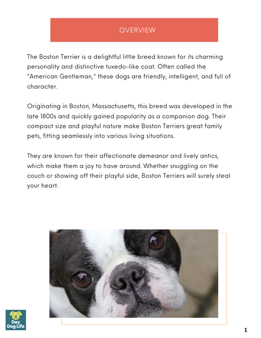 Boston Terrier Care Guide