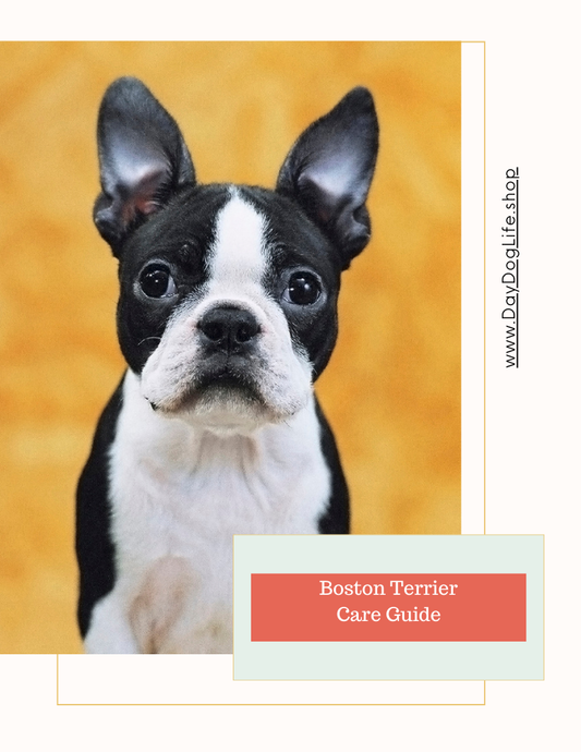 Boston Terrier Care Guide