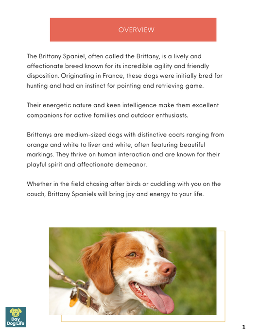 Brittany Spaniel Care Guide