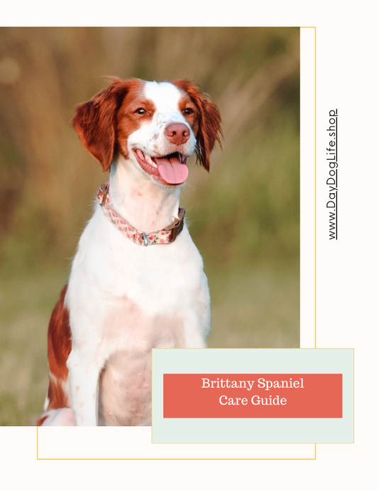 Brittany Spaniel Care Guide