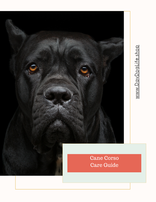 Cane Corso Care Guide