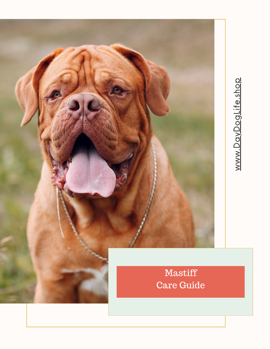 Mastiff Dog Care Guide