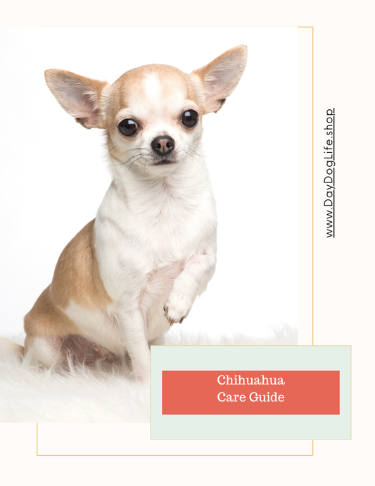 Chihuahua Dog Care Guide