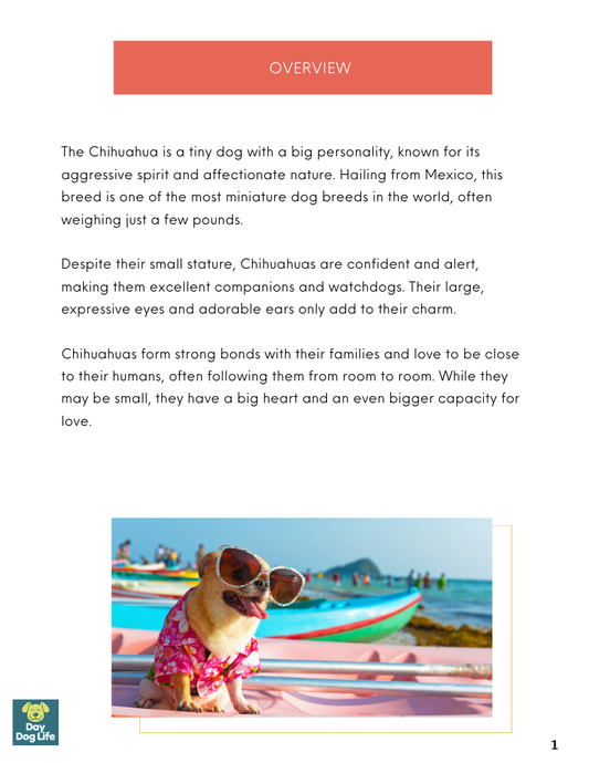 Chihuahua Dog Care Guide