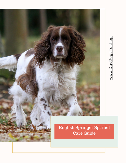 English Springer Spaniel Care Guide