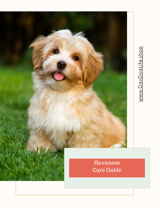 Havanese Care Guide