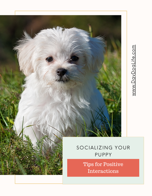 How to Socialize Your Puppy