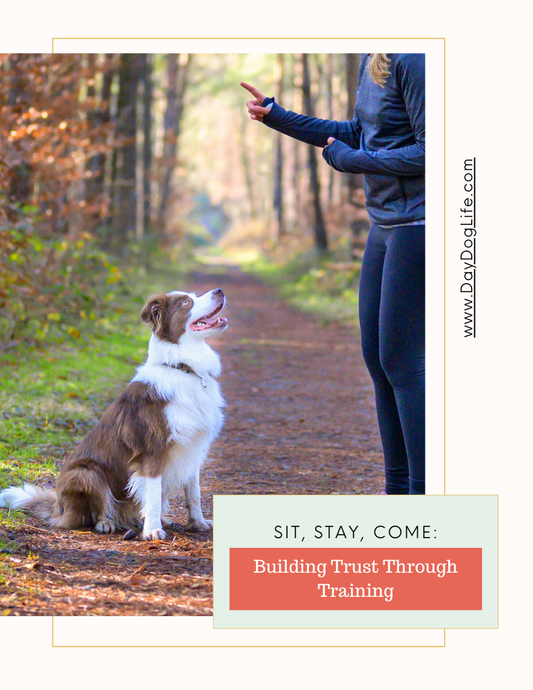 Basic Dog Commands to Teach