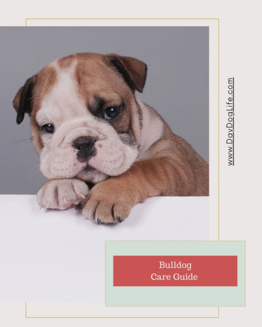 Bulldog Care Guide