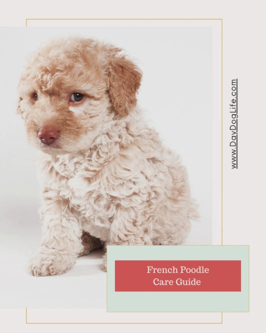 French Poodle Care Guide