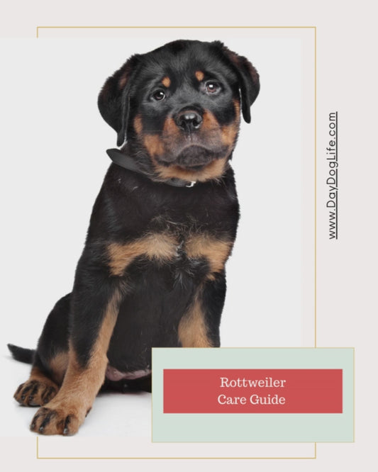 Rottweiler Dog Care Guide