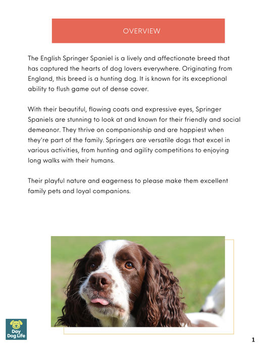 English Springer Spaniel Care Guide